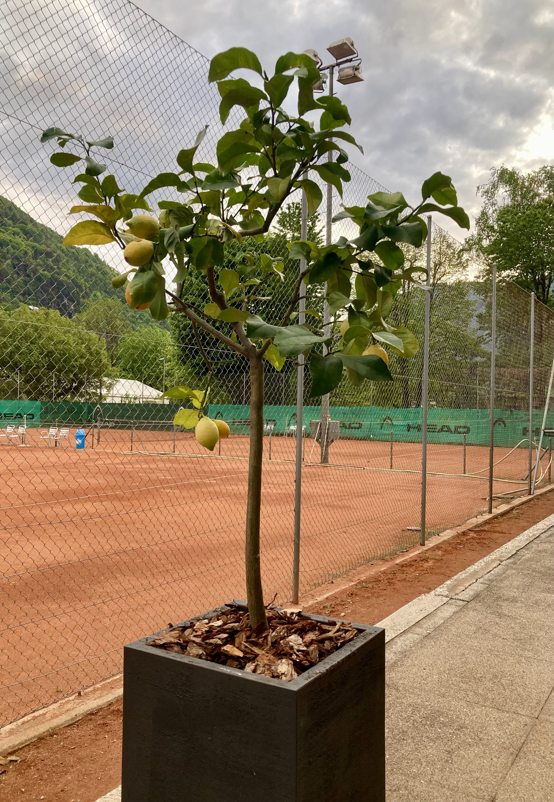 Limone con vista sul campo